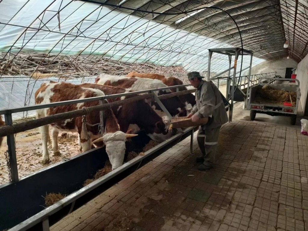 肉牛买保险怎么理赔？