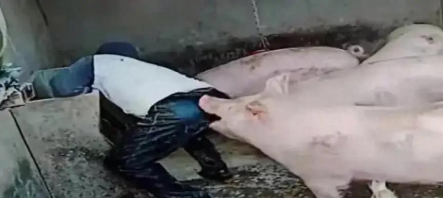 肇东农村医保怎么交费