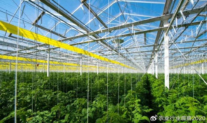 政府如何大力支持大棚贷款，助力农业现代化进程