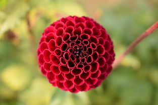 为什么有的羊小咩享花卡能提现？深度解析背后的原因